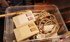 untreated Amiga mice