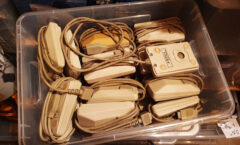 untreated Amiga mice